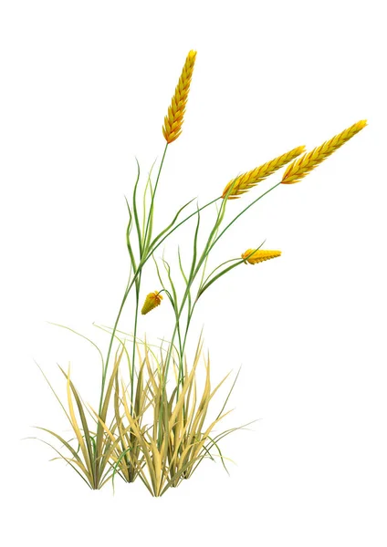 Пшеничні Вуха Ізольовані Білому Тлі — стокове фото