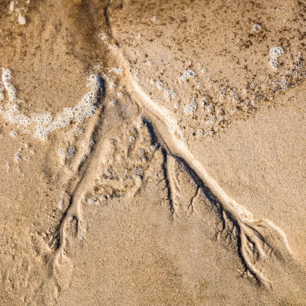 Small Priel Sea Edge Which Looks Tree Roots — Stock Photo, Image