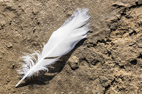 砂の上の羽 — ストック写真