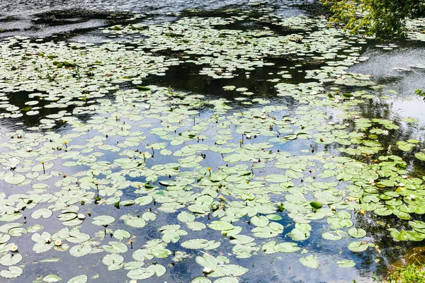 Piccolo Fiume Ricoperto Giglio Giallastro Giglio Acqua Bianca Europea Lascia — Foto Stock