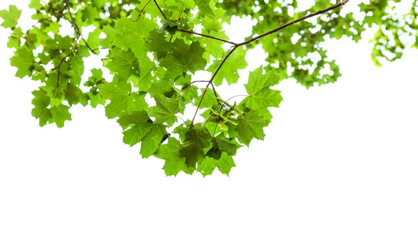 白い背景に隔離されたフィールドメープルツリーの自然な緑の枝 — ストック写真