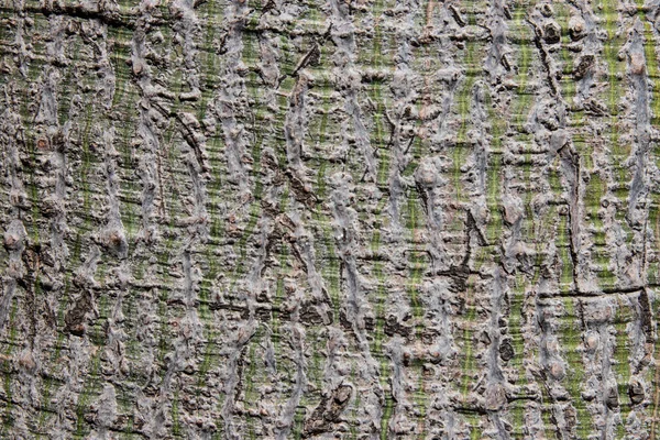 Gros Plan Une Écorce Arbre Brun Palmier Rayures Verticales Vertes — Photo