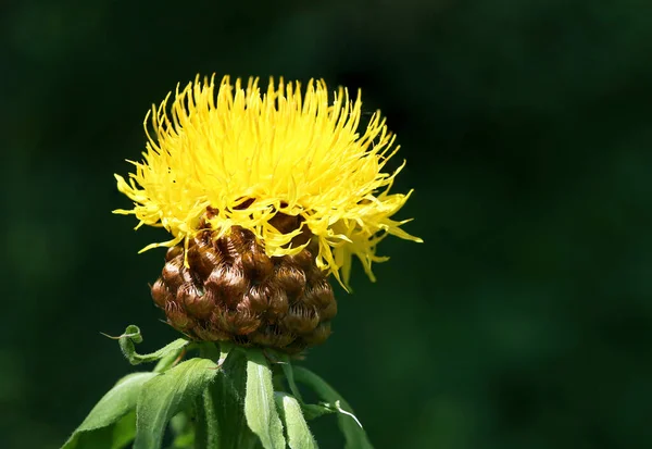 Großkopf Ranunkel Ernährt Bienen Garten — Stockfoto