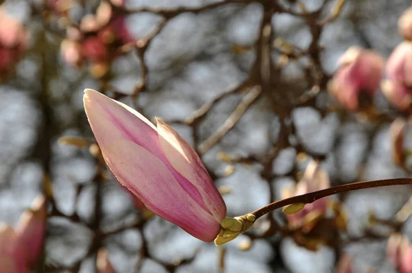 Magnolia Bloemen Tuin — Stockfoto
