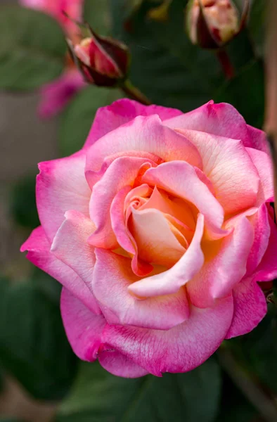 花园里树枝上的粉红色玫瑰花 — 图库照片
