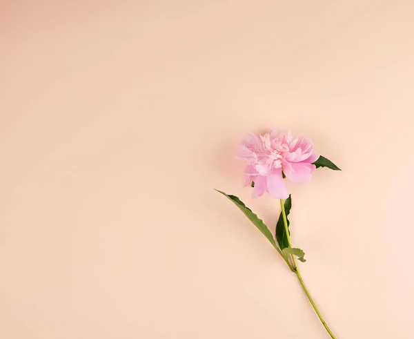 Blooming Pink Peony Peach Background Empty Space Top View — Stock Photo, Image