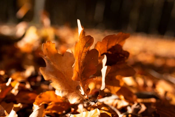 Gouden Zon Herfstbladeren Close — Stockfoto