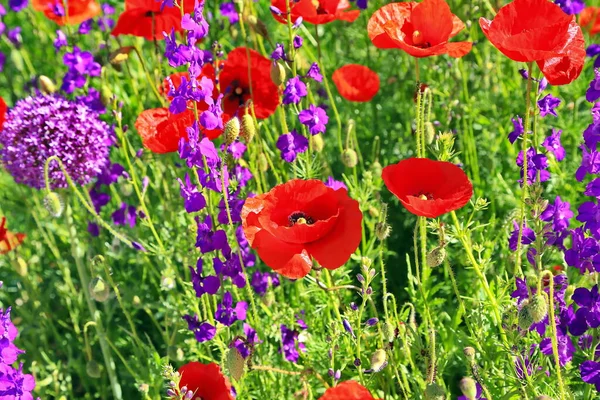 Beautiful Colorful Flower Meadow Poppies — Stock Photo, Image