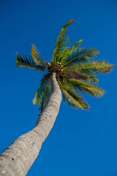 Palmera Cielo Azul Desde Ángulo Bajo — Foto de Stock