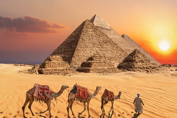 ギザの有名なピラミッドの前の夕日の砂漠でラクダとベドウィン — ストック写真