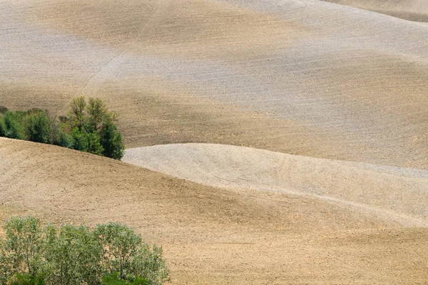 Buğday Tarlası Olan Güzel Bir Manzara — Stok fotoğraf