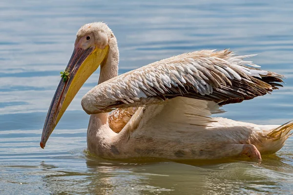 Rosapelikan Pelecanus Onocrotalus Lake Naivasha National Park Kenia Afrika — Stockfoto