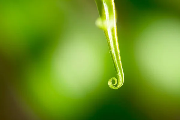 Los Helechos Bosque Letonia Helechos Hermosos Hojas Follaje Verde — Foto de Stock