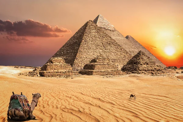 Kameler Solnedgången Öknen Framför Berömda Pyramiderna Giza — Stockfoto