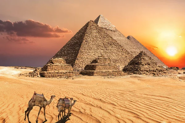 Караван Верблюдов Возле Пирамид Гизы Египте — стоковое фото