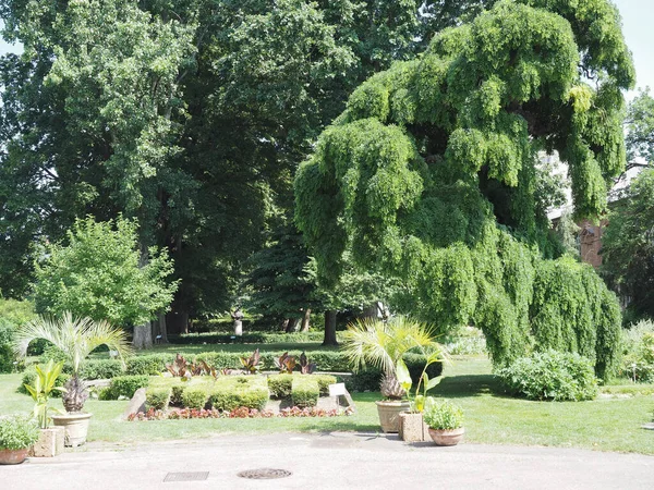 Schöne Botanische Aufnahme Natürliche Tapete — Stockfoto