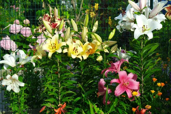 Beautiful Flowers Garden — Stock Photo, Image