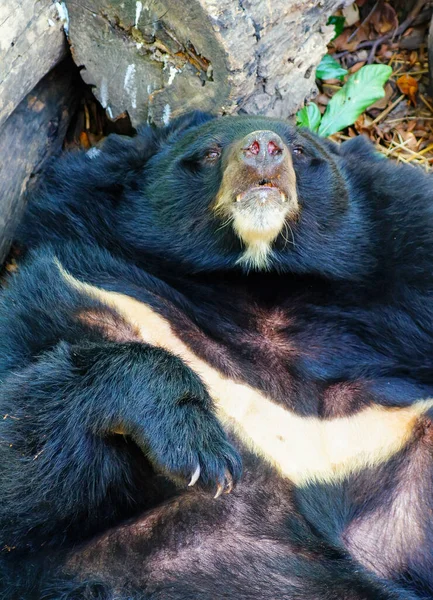 Ázsiai Fekete Medve Vagy Ázsiai Fekete Medve Vagy Selenarctos Thibetanus — Stock Fotó