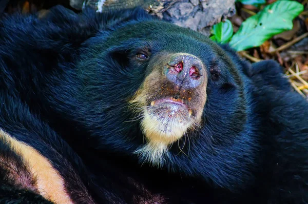 亚洲黑熊或亚洲黑熊或塞莱纳卡托斯 蒂贝塔努斯白天在靠近木材的地方休息 — 图库照片