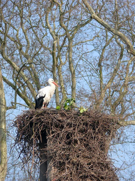 Witte Ooievaar Een Nest — Stockfoto