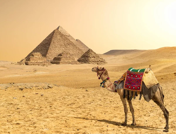 Kamelen Woestijn Van Giza Egypte — Stockfoto