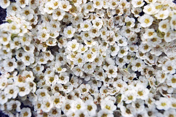 Jasne Kolorowe Tło Zespołu Kwiat Biały Kolor — Zdjęcie stockowe