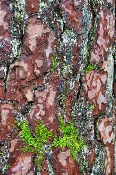 樹皮は木の樹皮で様式化された景色を示しています — ストック写真