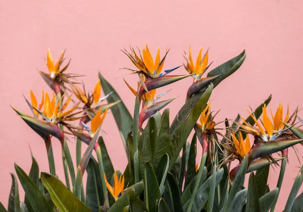 Tropická Květina Strelitzia Nebo Pták Ráje Ostrově Madeira Portugalsko — Stock fotografie