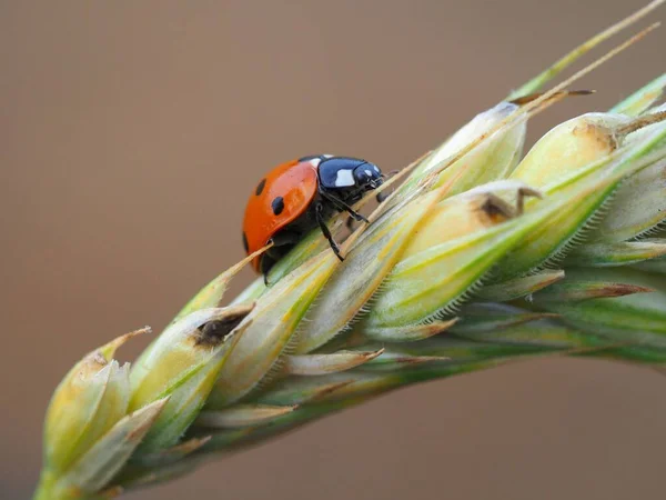 Ladybug Leaf — Stock Photo, Image