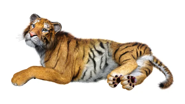 Renderização Tigre Grande Gato Isolado Fundo Branco — Fotografia de Stock