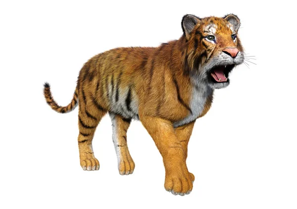 Rendering Una Grande Tigre Gatto Isolata Sfondo Bianco — Foto Stock