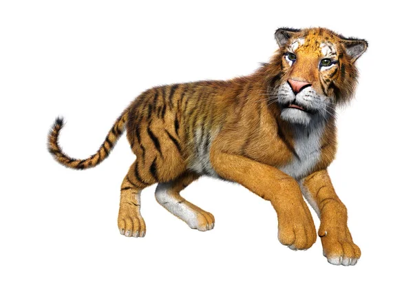 Rendering Una Grande Tigre Gatto Isolata Sfondo Bianco — Foto Stock