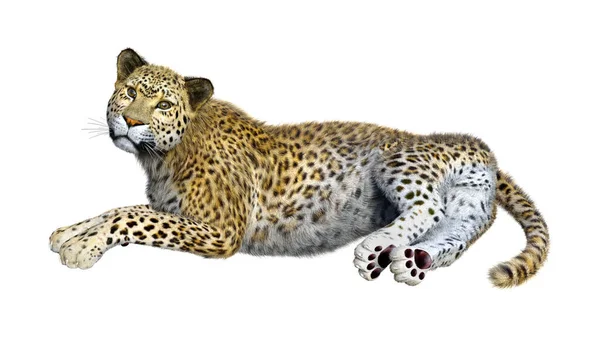 Darstellung Eines Raubkatzen Leoparden Isoliert Auf Weißem Hintergrund — Stockfoto