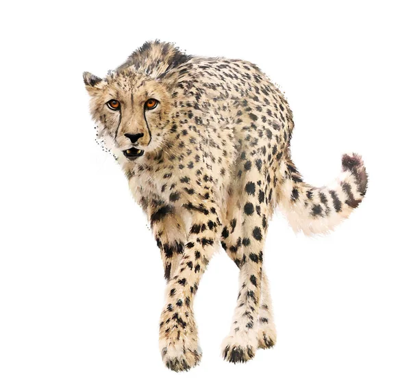 Young Cheetah Portrait Watercolor Isolated White Background — Stock Photo, Image