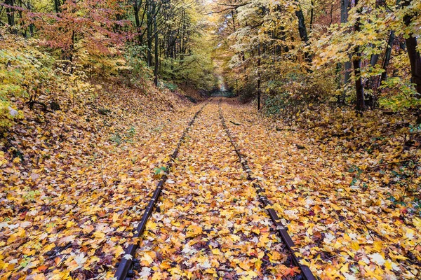 Stare Zapomniane Tory Kolejowe Kolorowym Jesiennym Lesie — Zdjęcie stockowe