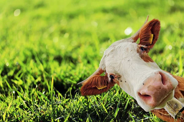 Eine Kuh Auf Dem Feld — Stockfoto