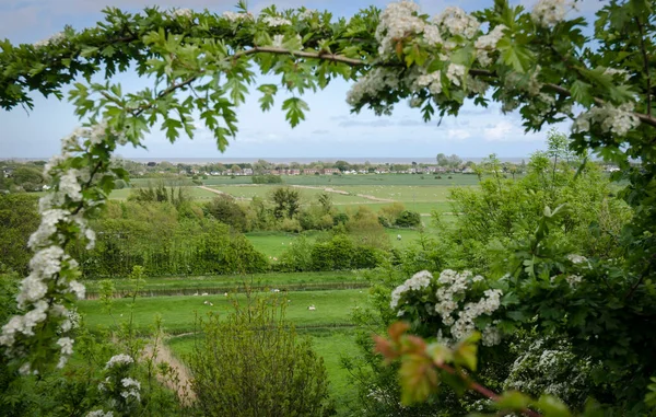 Winchelsea Landschaft Und Das Meer Umrahmt Von Einem Weißdornzweig Mit — Stockfoto