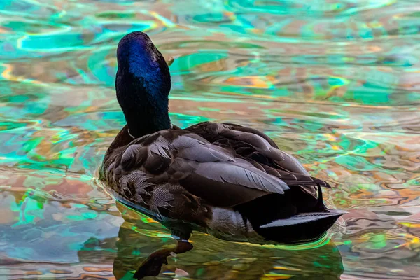 Mallard Dziki Kaczka Pływanie Parku Francuskim — Zdjęcie stockowe