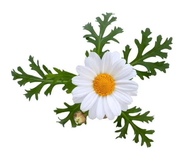Prachtige Daisy Marguerite Met Groene Bladeren Geïsoleerd Witte Achtergrond Inclusief — Stockfoto