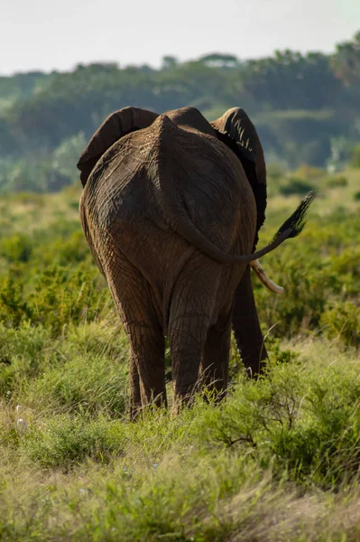 Elefante Por Detrás Elefante Arbusto Africano Hierba Samburu Park Kenia — Foto de Stock