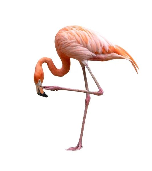 Pássaro Flamingo Americano Phoenicopterus Ruber Isolado Sobre Fundo Branco — Fotografia de Stock