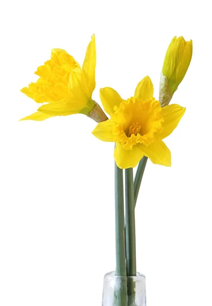 Narcissus Narcissus Amaryllidaceae Kırpma Yolu Dahil Olmak Üzere Beyaz Arka — Stok fotoğraf