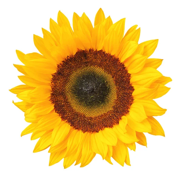 Solros Helianthus Annuus Asteraceae Isolerad Vit Bakgrund Inklusive Klippbana Tyskland — Stockfoto