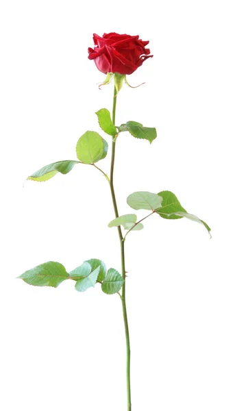 Rose Rosaceae Isolado Fundo Branco Incluindo Caminho Recorte Alemanha — Fotografia de Stock