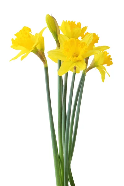 Narcissus Narcissus Amaryllidaceae Kırpma Yolu Dahil Olmak Üzere Beyaz Arka — Stok fotoğraf