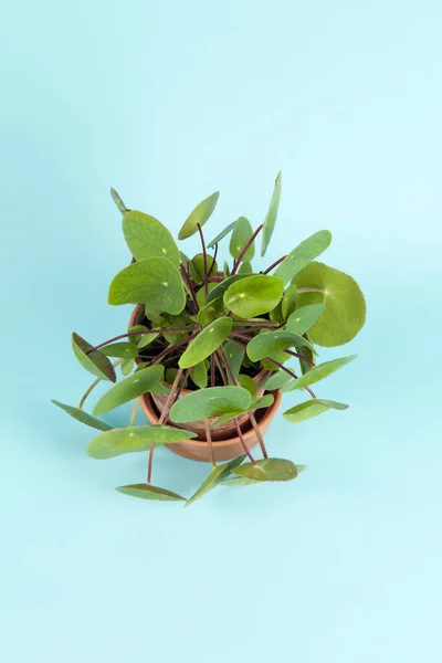 Bir Pilea Peperomioides Ayrıca Bir Çin Para Bitki Olarak Bilinen — Stok fotoğraf