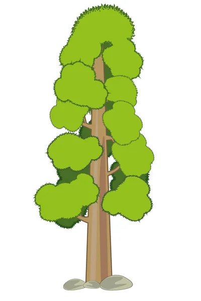 矢量插图最高 使某人看起来脂肪树的美国红杉 — 图库照片