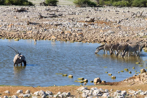 Ζέβρες Πίνουν Okaukuejo Waterhole Από Εθνικό Πάρκο Ετόσα Στην Ναμίμπια — Φωτογραφία Αρχείου