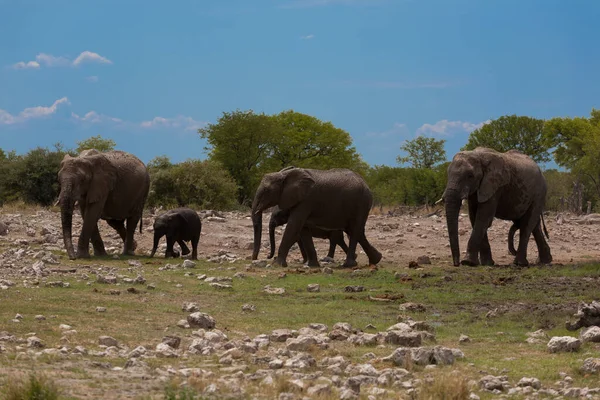 Hjord Elefanter Från Etosha National Park Namibia — Stockfoto