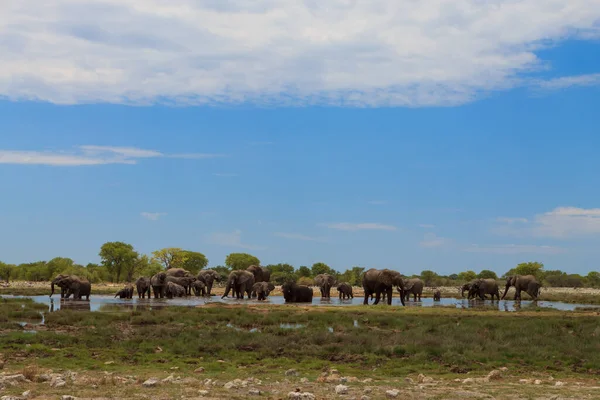 Etkin Milli Parkı Namibya Üzerinden Sürüsü — Stok fotoğraf